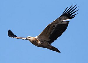 Juvenile White-bellied Sea-eagle