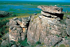 Kakadu 2411