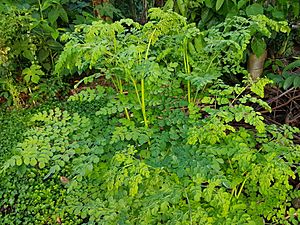 Kalamunggay (Moringa oleifera), Philippines