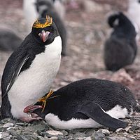 Macaroni Penguins (js)