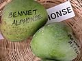 Mango BennetAlphonso Asit fs.jpg