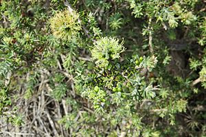 Melaleuca pomphostoma.jpg