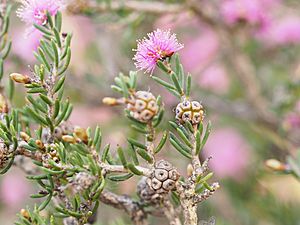 Melaleuca societatis (leaves, flowers, fruits).JPG