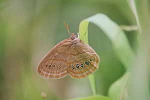 Neonympha mitchellii francisci individual