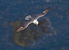 Northern-Fulmar2