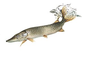 Northern pike (32366485647)