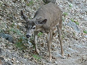 Odocoileus hemionus 08482.JPG