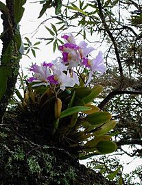 Orquideasoata