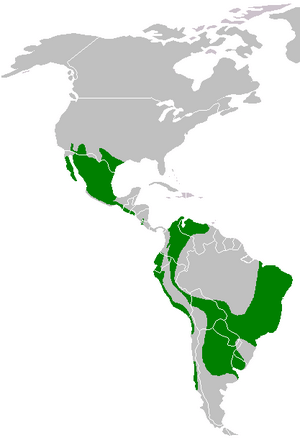 Parabuteo unicinctus range map.png