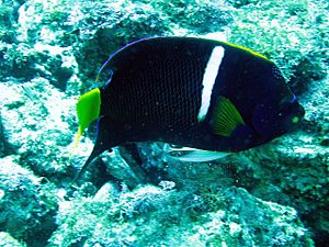 Passer Angelfish(Adult)