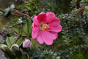 Passiflora mixta flower.jpg