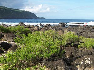 Pemphis acidula bushes.jpg