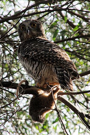 Powerful Owl 2014