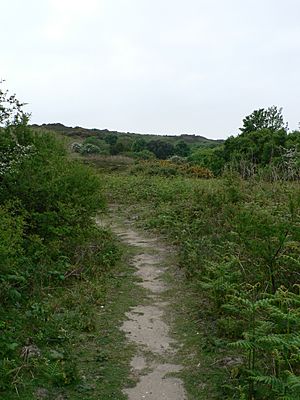 Public footpath through Headon Warren.jpg