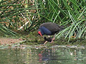 Purple Swamphen (South Australia)