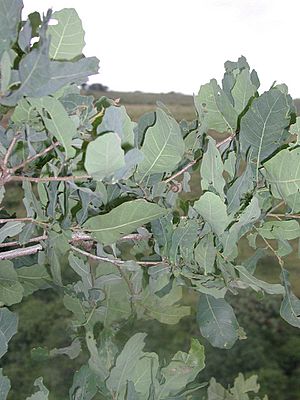 Quercus glaucoides follaje.jpg