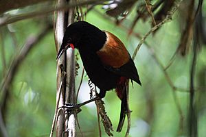 Saddleback in dead ponga