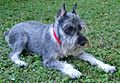 Schnauzer nain poivre et sel