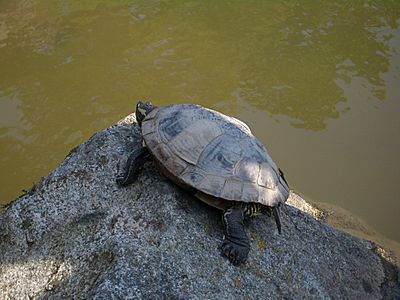 Seattle-Japanes-Gdn-turtles-4042