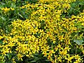 Senecio angulatus flowers