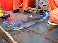 Silky shark esb