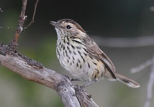 Speckeld warbler.jpg