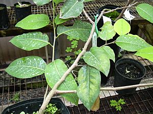 Starr 030523-0020 Flueggea neowawraea.jpg