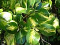 Starr 071024-0175 Coprosma repens