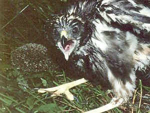 Swamp Harrier chicks and hedgehog