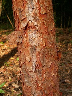 Syzygium gratum trunk