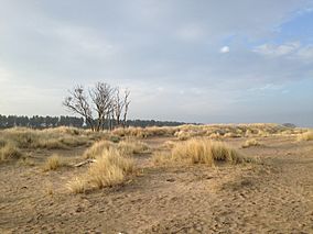 Looking towards Tentsmuir Forest from the coast near Tentsmuir Point