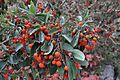 Texas Madrone in Guadalupe Mountains