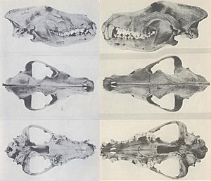 The Wolves of North America (1944) C. l. irremotus vs C. l. occidentalis