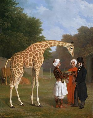 The nubian giraffe