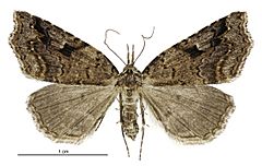 Trigonistis anticlina female.jpg