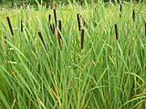 Typha latifolia 02 bgiu