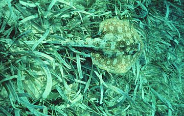 Urobatis jamaicensis seagrass