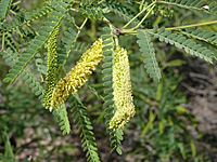 Velvet mesquite catkins