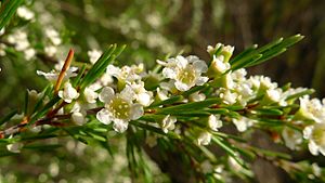 Weeping Baeckea flowers (11878114085).jpg