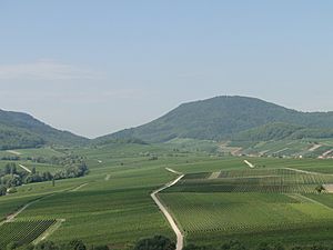 Weinberge bei Leinsweiler