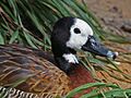 White-faced Whistling-Duck (Dendrocygna viduata) RWD2