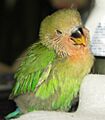 2006-05-21 Lovebird Pi-yan