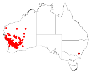 Acacia coolgardiensisDistMap218.png