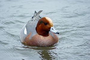 Anas penelope -Blakeney National Nature Reserve, Norfolk, England -swimming-8