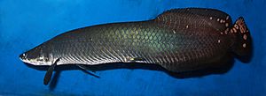 Arapaima leptosoma 2009 G2.jpg