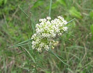 Asclepias verticillata Western Highland Rim.jpg