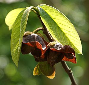 Asimina triloba kz1