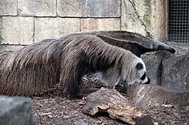 Audubon Zoo (8138690188)