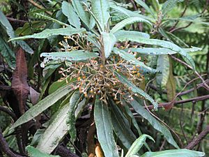 Bedfordia arborescens.jpg