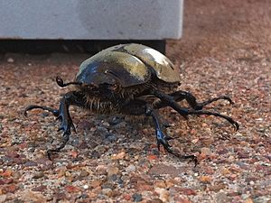 Beetle in Pine AZ